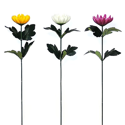 やまと菊